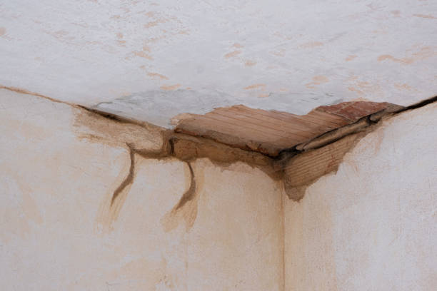 Best Mold removal after water damage  in Electra, TX