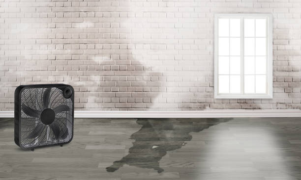 Best Carpet water damage restoration  in Electra, TX
